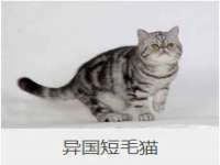 海口秀英右漆电子商务工作室