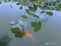 海口秀英右漆电子商务工作室