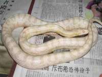 海口秀英右漆电子商务工作室
